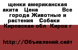 щенки американская акита › Цена ­ 30 000 - Все города Животные и растения » Собаки   . Кировская обл.,Киров г.